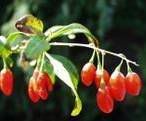 GOJI-1.jpg image by apacheweb